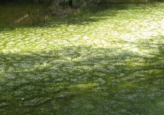 Riconoscimento pianta acquatica